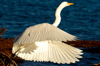Great Egret, Lake Mead
