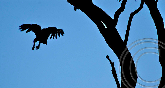 Harpy Eagle 7-24-06