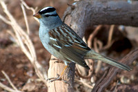 Unknown, Lake Mead
