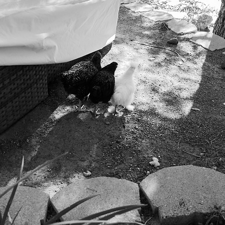 My Pet Chicken-56