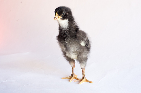 My Pet Chicken-19