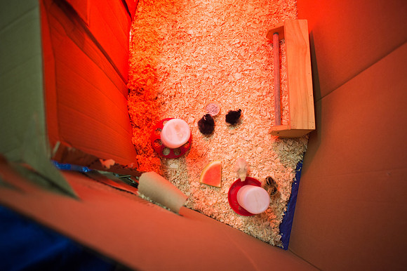 My Pet Chicken-11