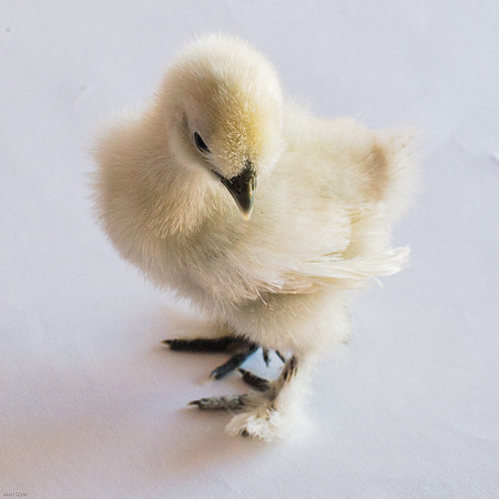 My Pet Chickens-1