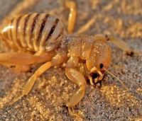 Kelso Dunes, California