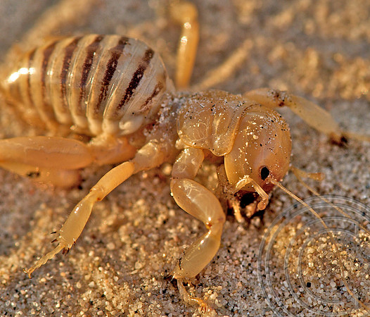 Kelso Dunes, California