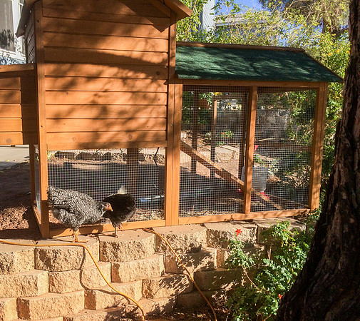 My Pet Chicken-50