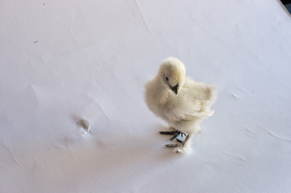 My Pet Chicken-31