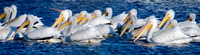 American White Pelican Lake Mead