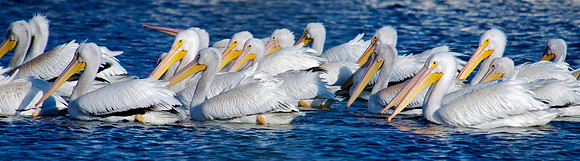 American White Pelican Lake Mead