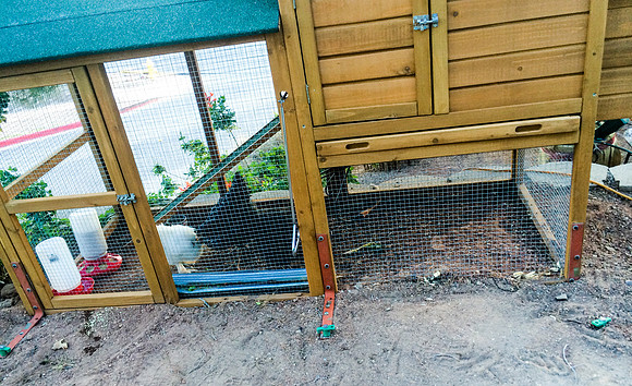 My Pet Chicken-47