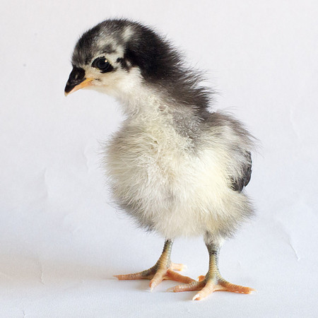 My Pet Chicken-22