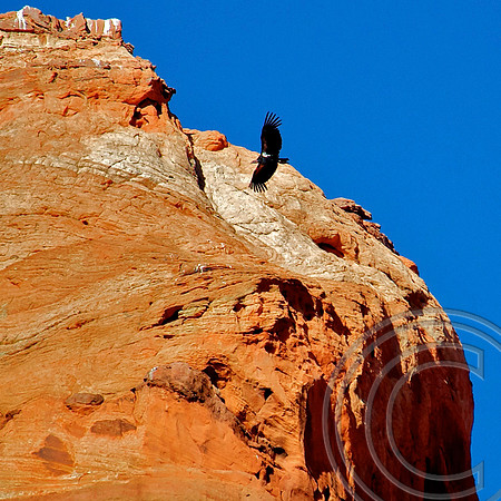 Condor, Vermillion Cliffs