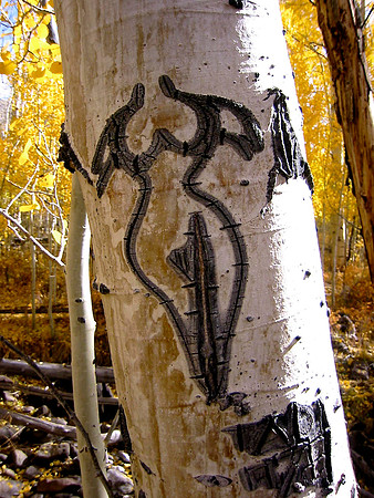 Basque Tree Carving in Monitor Range Nevada