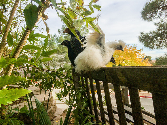 My Pet Chicken-65