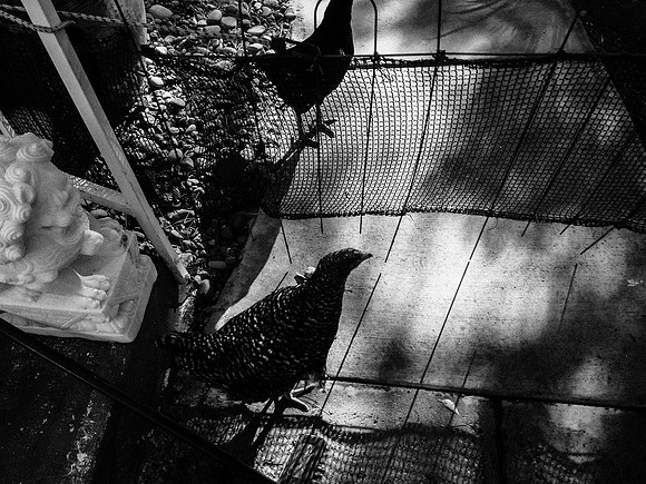My Pet Chicken-66