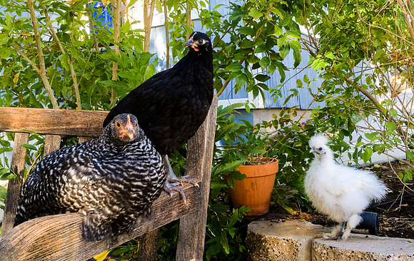 My Pet Chicken-59