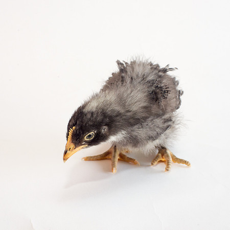 My Pet Chicken-34