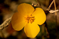 Desert Gold Poppy