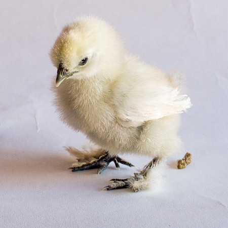 My Pet Chicken-26