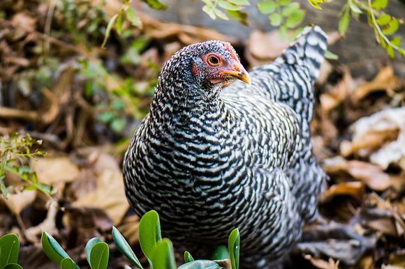 Free Range Suberban Chickens-1