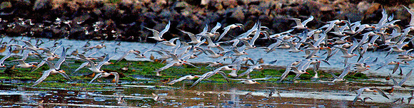 San Diego River Wetlands, California