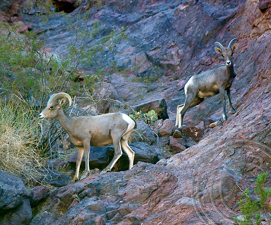 Black Canyon, Nevada