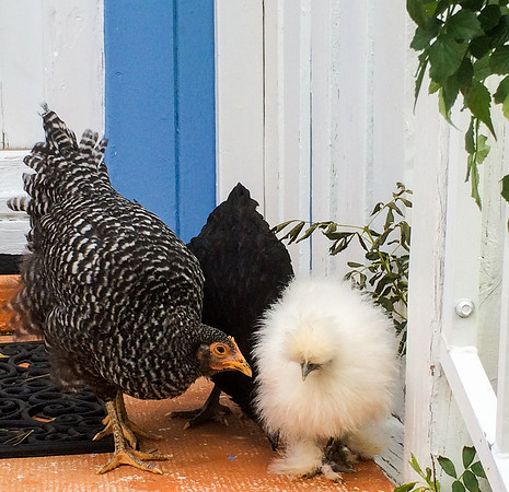 My Pet Chicken-68