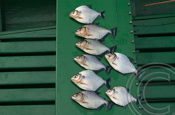 Piranha on the Negro 7-7-06
