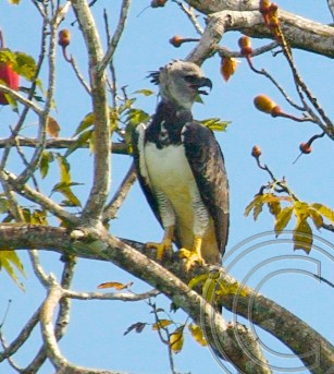 Harpy Eagle 7-4-06