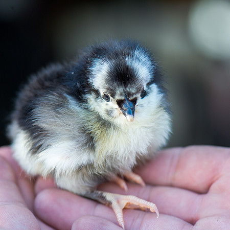 My Pet Chicken-4