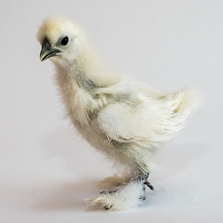 My Pet Chicken-38