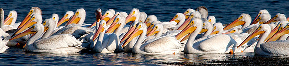 American White Pelicans, Lake Mead Nevada