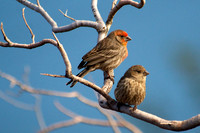House Finch, Lake Mead