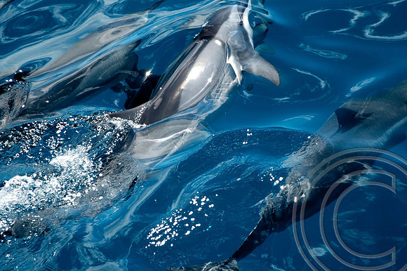 DOLPHINS AND WATER -- low res - 2005-08-28 15-10-59