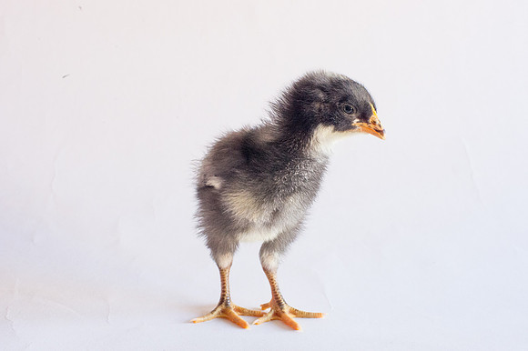 My Pet Chicken-16