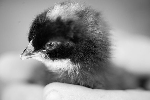 My Pet Chicken-2