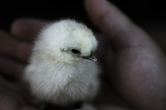 My Pet Chicken-8