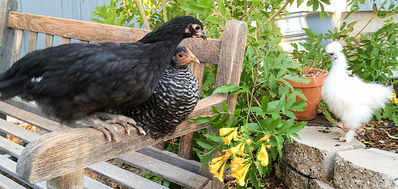 My Pet Chicken-60
