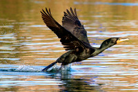 Double Crested Cormorant, Lake Mead