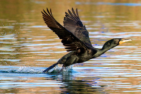 Double Crested Cormorant, Lake Mead