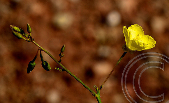 Spring Flower, North Shore Rd., Lake Mead  Nevada