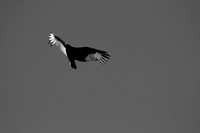 Turkey Vulture, Lake Mead Nevada