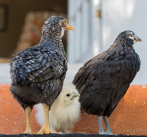 My Pet Chicken-43
