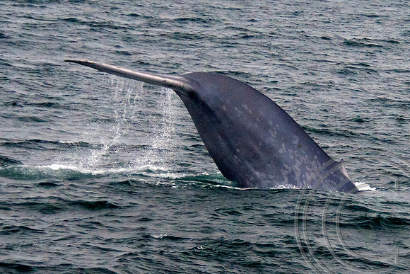 Blue Whale Fluking