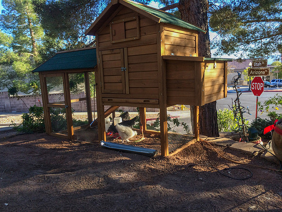 My Pet Chicken-45