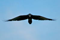 Raven, Lake Mead