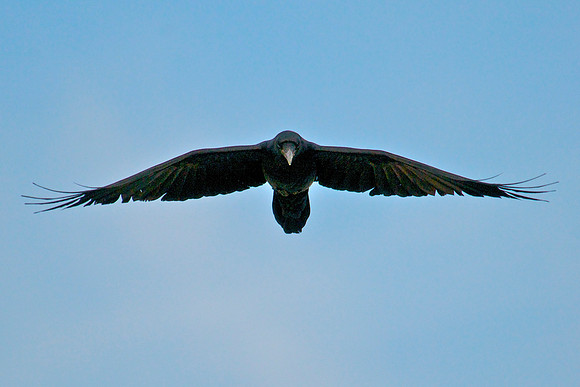 Raven, Lake Mead