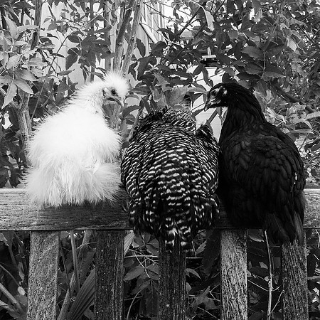 My Pet Chicken-62