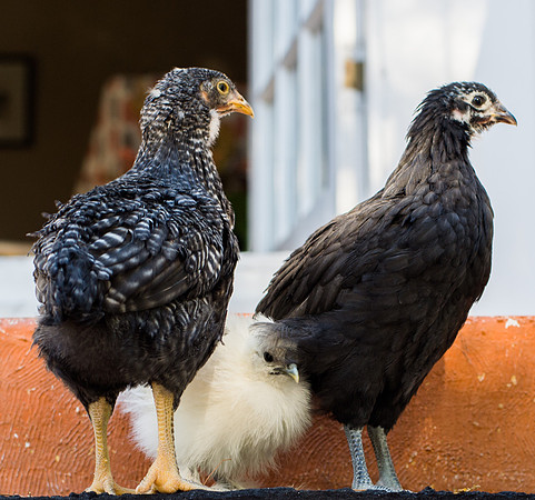 My Pet Chicken-44