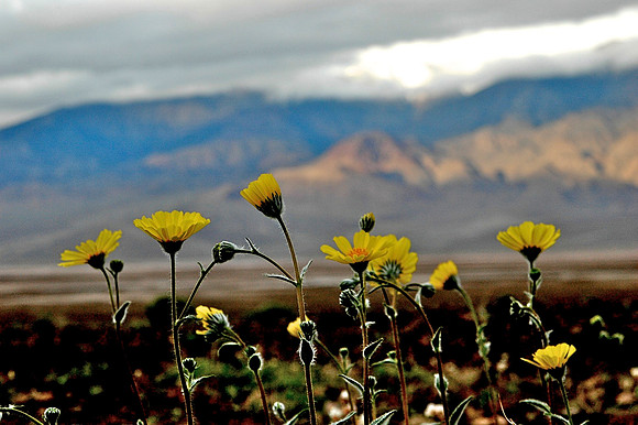 SPRING IN DEATH VALLEY.JPG